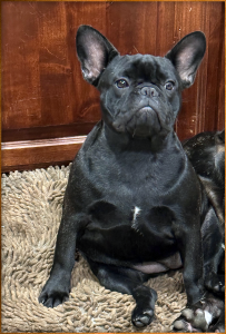 female pup 2.png
